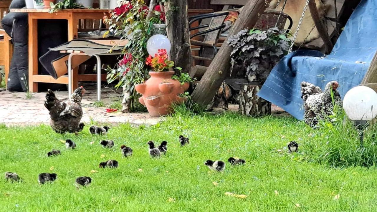 Agroturystyka Pod Kogutem Zamość Kültér fotó